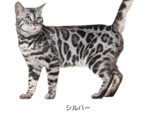 【ベンガル】性格・飼い方・かかりやすい病気まで完全解説|相性診断つき