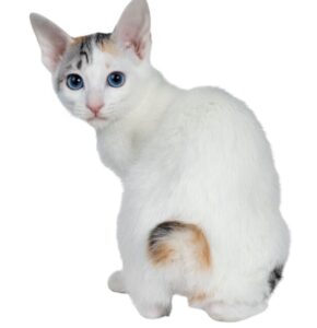 【ジャパニーズボブテイル】性格・飼い方・かかりやすい病気まで完全解説|相性診断つき