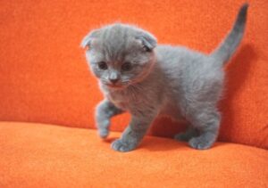 【スコティッシュフォールド】性格・飼い方・かかりやすい病気まで完全解説|相性診断つき