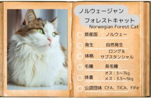 【ノルウェージャンフォレストキャット】性格・飼い方・かかりやすい病気まで完全解説|相性診断つき