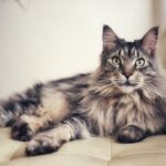 【メインクーン】性格・飼い方・かかりやすい病気まで完全解説｜相性診断つき