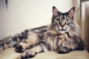 【メインクーン】性格・飼い方・かかりやすい病気まで完全解説｜相性診断つき