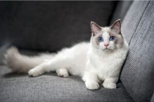 【ラグドール】性格・飼い方・かかりやすい病気まで完全解説|相性診断つき