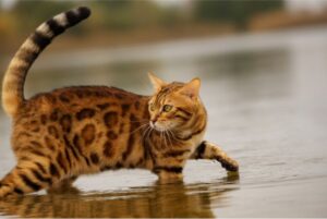 【ベンガル】性格・飼い方・かかりやすい病気まで完全解説|相性診断つき