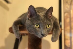 【ロシアンブルー】性格・飼い方・かかりやすい病気まで完全解説|相性診断つき