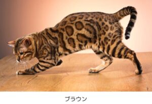 【ベンガル】性格・飼い方・かかりやすい病気まで完全解説|相性診断つき