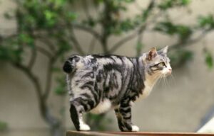 【ジャパニーズボブテイル】性格・飼い方・かかりやすい病気まで完全解説|相性診断つき