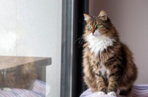 【ノルウェージャンフォレストキャット】性格・飼い方・かかりやすい病気まで完全解説｜相性診断つき