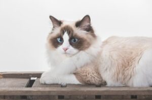 【ラグドール】性格・飼い方・かかりやすい病気まで完全解説|相性診断つき