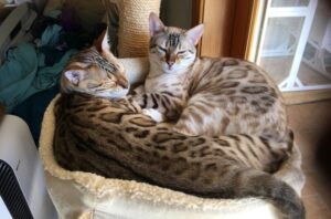 【ベンガル】性格・飼い方・かかりやすい病気まで完全解説|相性診断つき