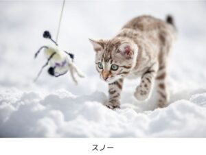 【ベンガル】性格・飼い方・かかりやすい病気まで完全解説|相性診断つき