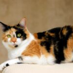 【ジャパニーズボブテイル】性格・飼い方・かかりやすい病気まで完全解説｜相性診断つき