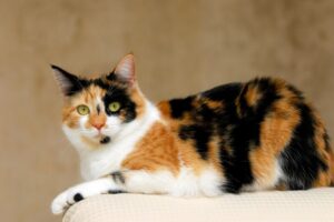 【ジャパニーズボブテイル】性格・飼い方・かかりやすい病気まで完全解説｜相性診断つき