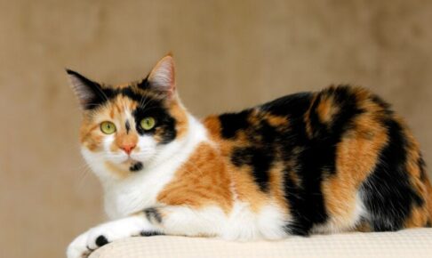 【ジャパニーズボブテイル】性格・飼い方・かかりやすい病気まで完全解説｜相性診断つき