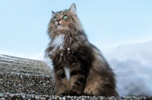 【ノルウェージャンフォレストキャット】性格・飼い方・かかりやすい病気まで完全解説｜相性診断つき