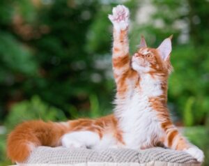 【メインクーン】性格・飼い方・かかりやすい病気まで完全解説|相性診断つき
