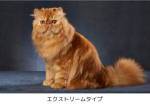 【ペルシャ猫】性格・飼い方・かかりやすい病気まで完全解説|相性診断つき