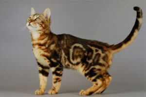 【ベンガル】性格・飼い方・かかりやすい病気まで完全解説|相性診断つき