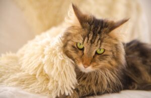 【ノルウェージャンフォレストキャット】性格・飼い方・かかりやすい病気まで完全解説｜相性診断つき