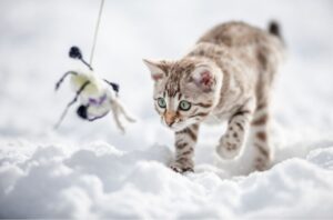 【ベンガル】性格・飼い方・かかりやすい病気まで完全解説|相性診断つき