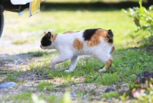 【ジャパニーズボブテイル】性格・飼い方・かかりやすい病気まで完全解説|相性診断つき