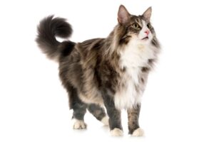 【ノルウェージャンフォレストキャット】性格・飼い方・かかりやすい病気まで完全解説｜相性診断つき