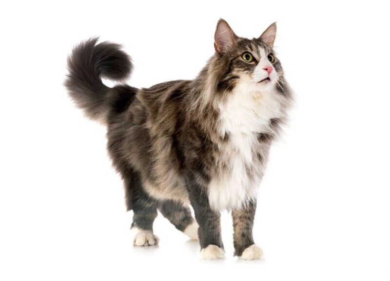 ノルウェージャンフォレストキャット