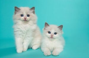 【ラグドール】性格・飼い方・かかりやすい病気まで完全解説|相性診断つき