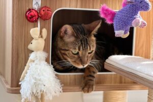 【ベンガル】性格・飼い方・かかりやすい病気まで完全解説|相性診断つき