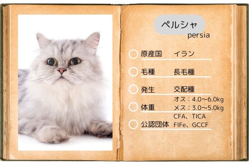 ペルシャ猫の性格・飼い方・かかりやすい病気まで完全解説!相性診断つき | キャットフード勉強会