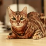 【ベンガル】性格・飼い方・かかりやすい病気まで完全解説｜相性診断つき