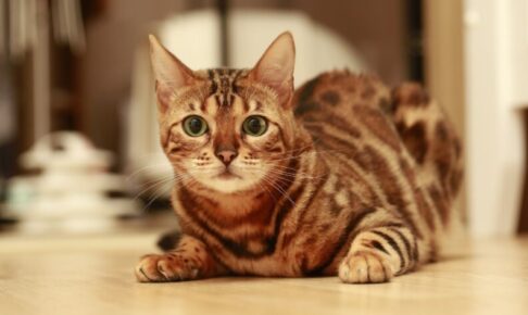【ベンガル】性格・飼い方・かかりやすい病気まで完全解説｜相性診断つき