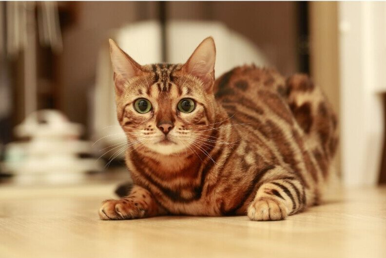 【ベンガル】性格・飼い方・かかりやすい病気まで完全解説｜相性診断つき