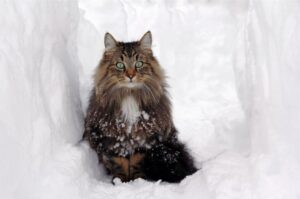 【ノルウェージャンフォレストキャット】性格・飼い方・かかりやすい病気まで完全解説｜相性診断つき