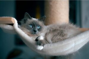 【ラグドール】性格・飼い方・かかりやすい病気まで完全解説|相性診断つき