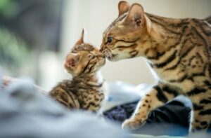 【ベンガル】性格・飼い方・かかりやすい病気まで完全解説|相性診断つき