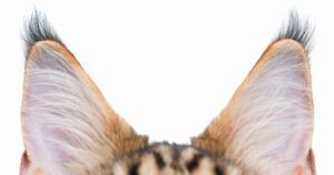 【ノルウェージャンフォレストキャット】性格・飼い方・かかりやすい病気まで完全解説｜相性診断つき