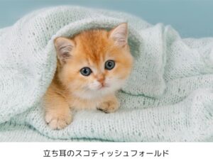 【スコティッシュフォールド】性格・飼い方・かかりやすい病気まで完全解説|相性診断つき