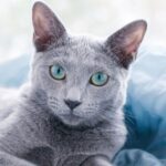 【ロシアンブルー】性格・飼い方・かかりやすい病気まで完全解説｜相性診断つき