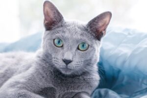 【ロシアンブルー】性格・飼い方・かかりやすい病気まで完全解説｜相性診断つき
