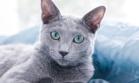 【ロシアンブルー】性格・飼い方・かかりやすい病気まで完全解説｜相性診断つき
