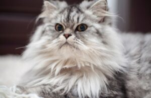 【ペルシャ猫】性格・飼い方・かかりやすい病気まで完全解説|相性診断つき