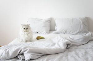 【ペルシャ猫】性格・飼い方・かかりやすい病気まで完全解説|相性診断つき
