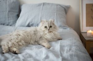 【ペルシャ猫】性格・飼い方・かかりやすい病気まで完全解説|相性診断つき