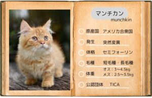 【マンチカン】性格・飼い方・かかりやすい病気まで完全解説|初めて猫を飼う方向け相性診断つき
