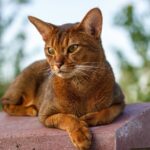 【アビシニアン】性格・飼い方・かかりやすい病気まで完全解説｜相性診断つき