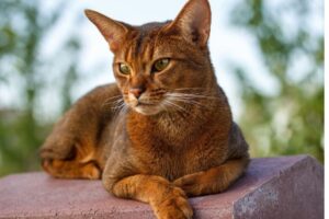 【アビシニアン】性格・飼い方・かかりやすい病気まで完全解説｜相性診断つき