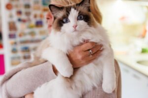 【ラグドール】性格・飼い方・かかりやすい病気まで完全解説|相性診断つき