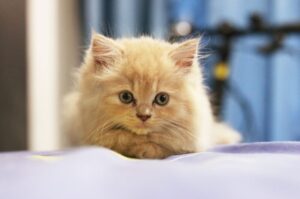 【マンチカン】性格・飼い方・かかりやすい病気まで完全解説｜初めて猫を飼う方向け相性診断つき