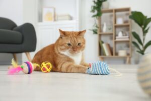 猫がおもちゃで遊ばない6つの理由。遊ばせた方がいい／遊ばせなくてもいい判断基準は？